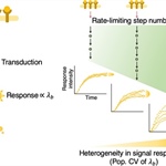 Systematic Inference Identifies Major Source of Heterogeneity in Cell Signaling Dynamics