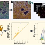 Topological Data Analysis of Pattern Formation in 2D Multichannel Microscopy Images