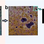 Topological Data Analysis of Pattern Formation in 2D Multichannel Microscopy Images