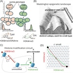 Epigenetic Memory: Binary or Analog?