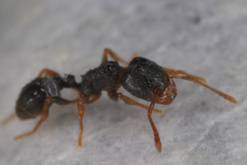 Foraging ants