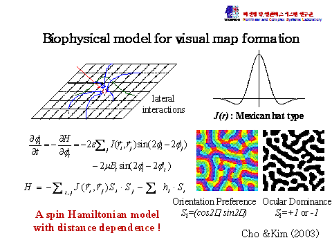 Model of the visual map formation