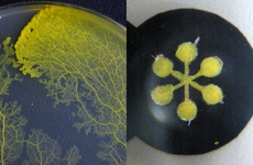 Physarum polycephalum grown on the agar gel plate (left); a device of plasmodium on a dry negative mask on a moist agar surface connected to a robot through optical interfaces (right).
